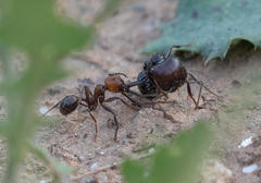 Messor barbarus