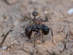 Messor barbarus