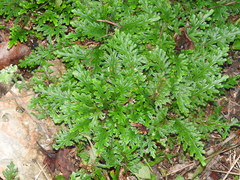 Selaginella convoluta