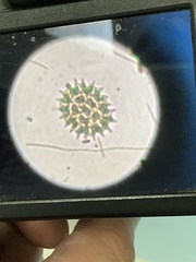 Hydrodictyaceae