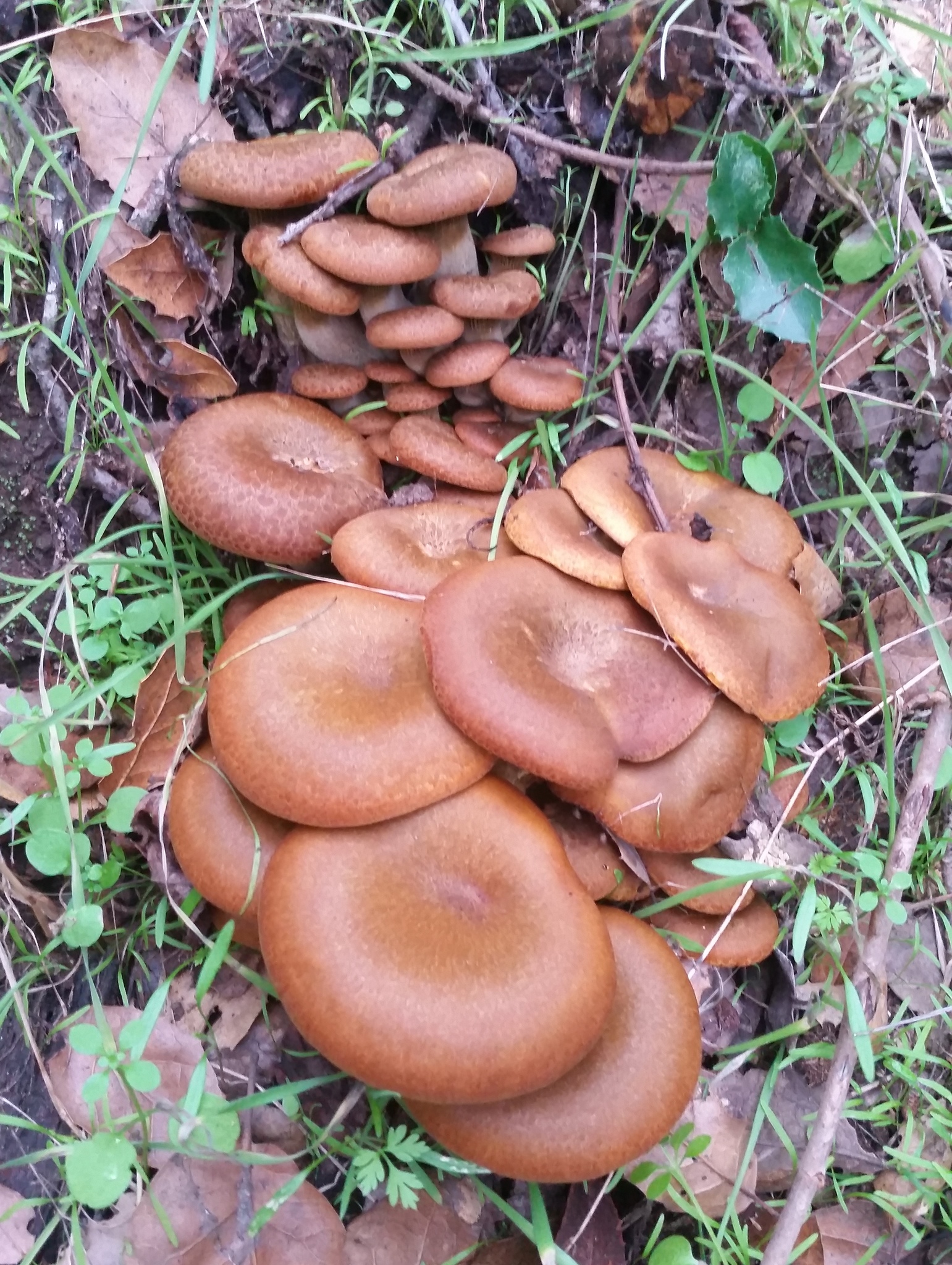 Omphalotus olivascens image