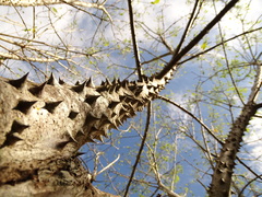 Ceiba aesculifolia