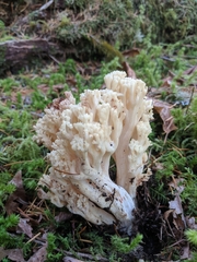 Ramaria vinosimaculans