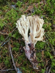Ramaria vinosimaculans
