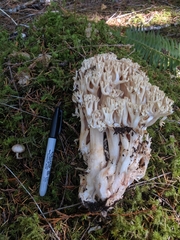 Ramaria vinosimaculans
