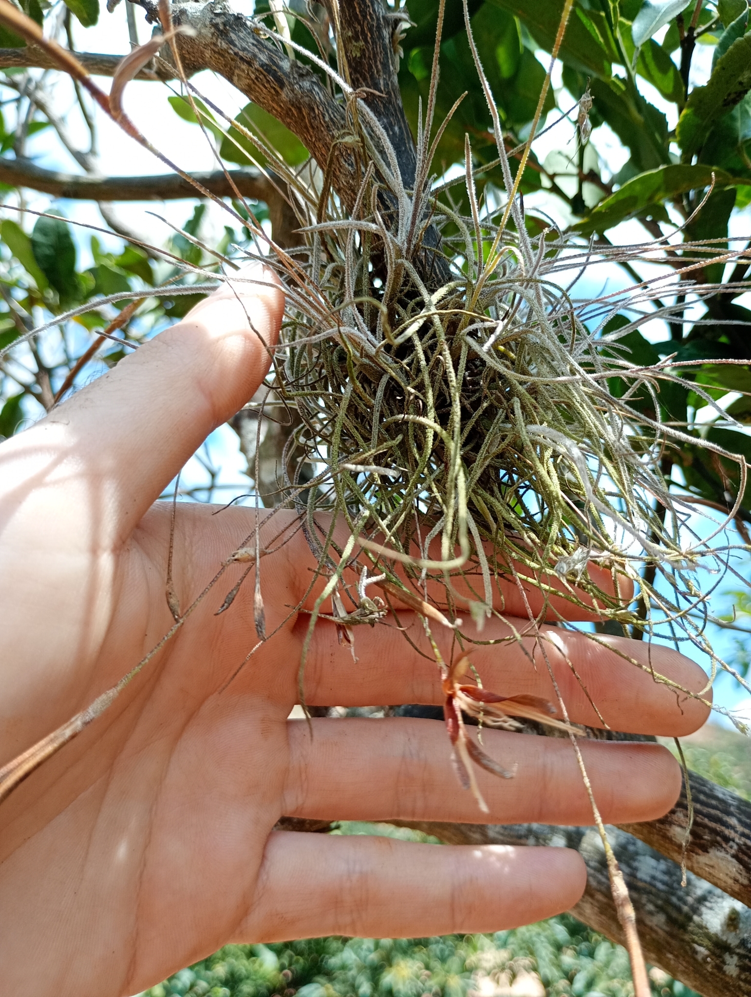 Tillandsia recurvata