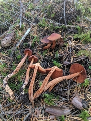 Cortinarius californicus