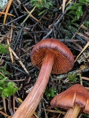 Cortinarius californicus