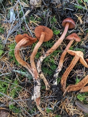 Cortinarius californicus