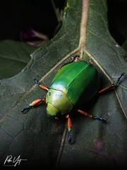 Chrysina adolphi