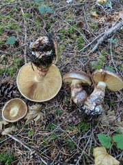 Cortinarius superbus