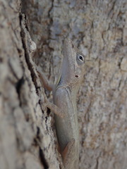 Anolis lineatus
