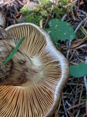 Cortinarius superbus
