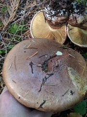 Cortinarius superbus