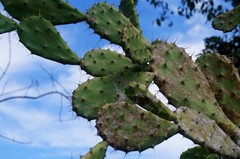 Opuntia inaperta