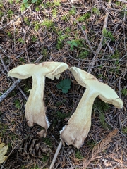 Cortinarius superbus