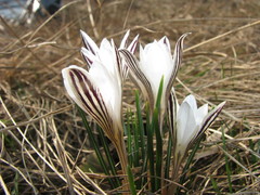 Crocus reticulatus