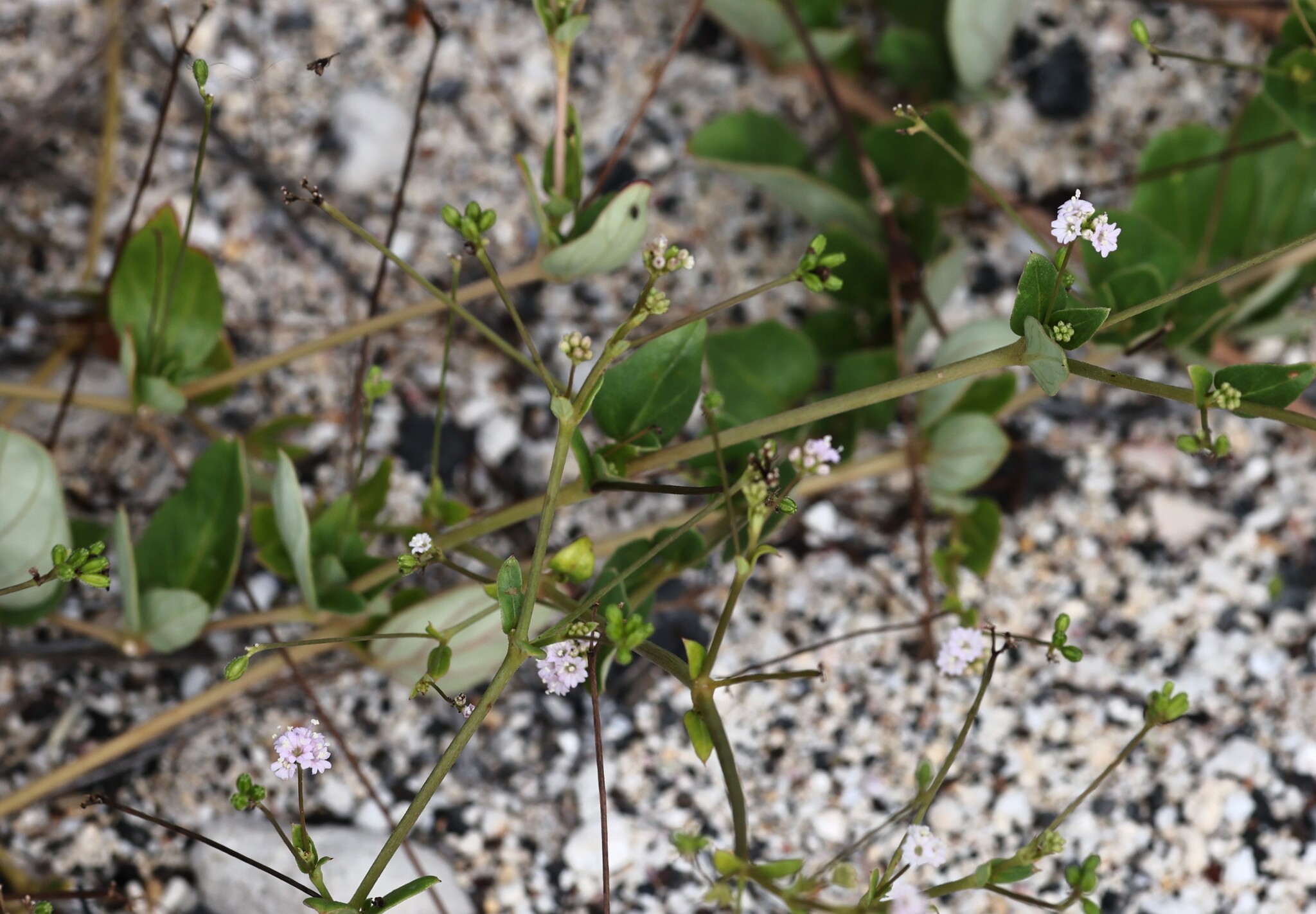 Sharp-Leaf Spiderling (Boerhavia acutifolia)