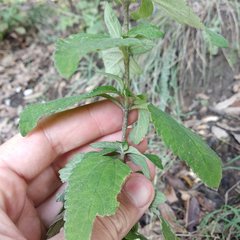 Stevia tomentosa