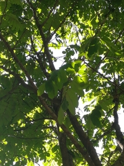 Swartzia robiniifolia