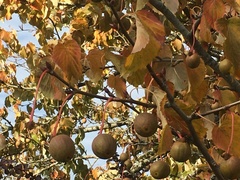 Davidia involucrata
