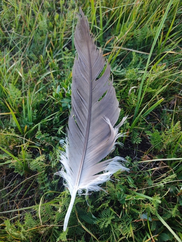 Plume de Vautour moine
