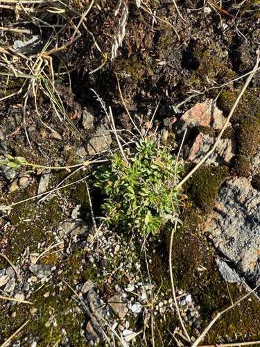 Rock Whitlow-grass (Draba glabella)