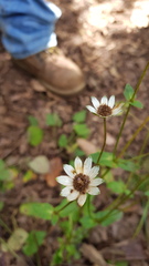 Eryngium scaposum