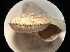 Anguispira strongylodes