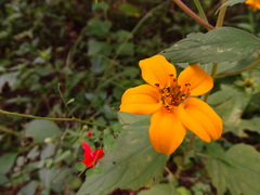 Sclerocarpus uniserialis