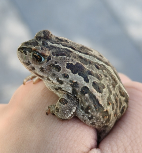 Mongolian Toad