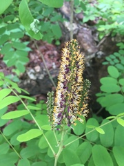 Amorpha ouachitensis