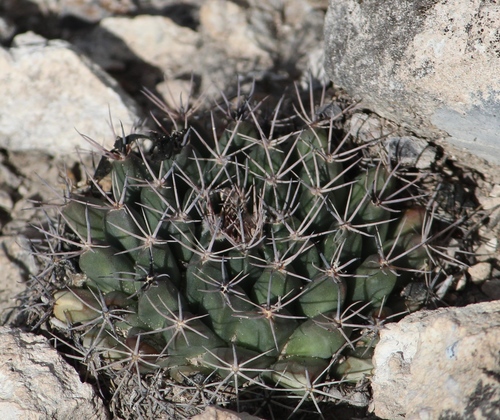 little nipple cactus