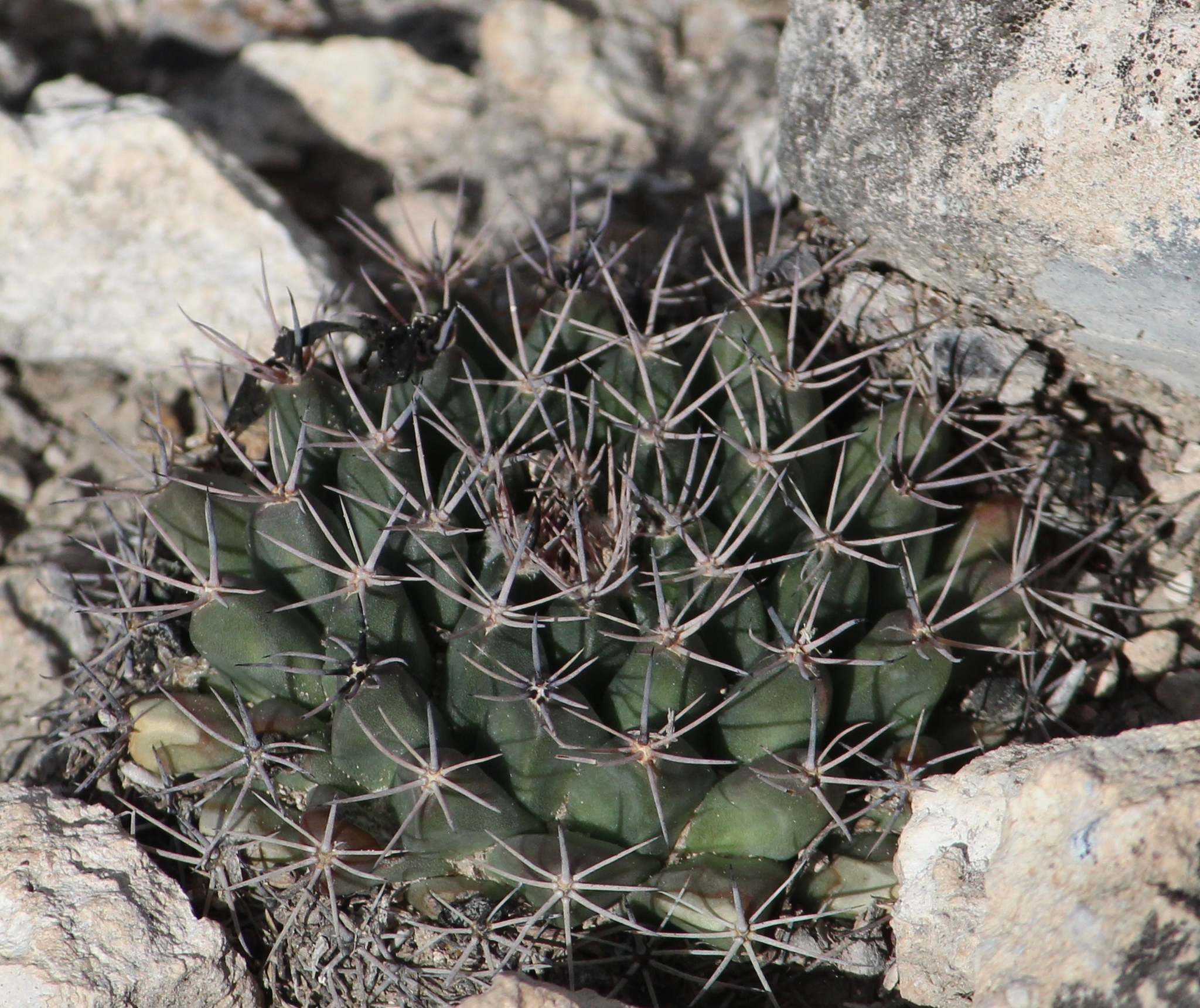 Photos of little nipple cactus (Mammillaria meiacantha)  iNaturalist