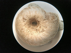 Anguispira strongylodes