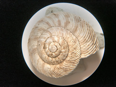 Anguispira strongylodes