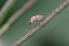 Eurystylus bellevoyei