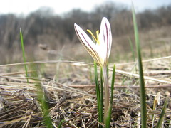 Crocus reticulatus