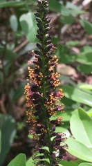Amorpha nitens
