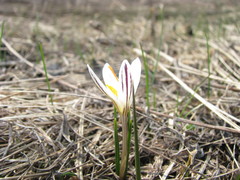 Crocus reticulatus