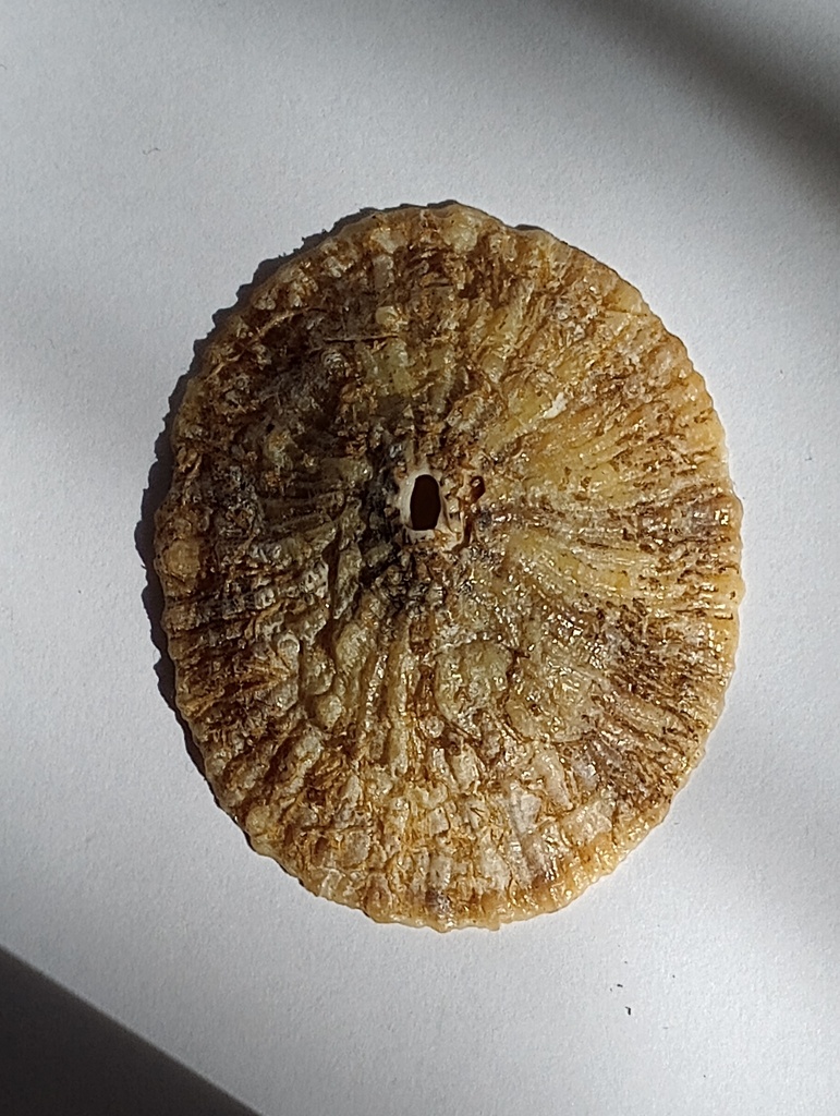 Fissurella costata