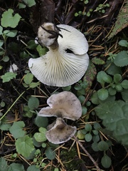 Ampulloclitocybe avellaneialba