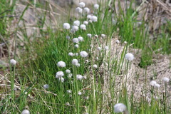 Eriophorum scheuchzeri