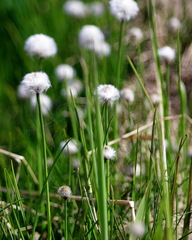 Eriophorum scheuchzeri