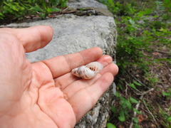 Drymaeus serperastrum