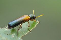 Strongylium ustulatum