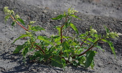 Koenigia alaskana