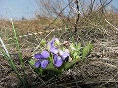 Viola ambigua