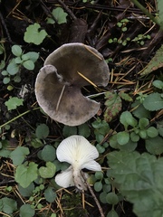 Ampulloclitocybe avellaneialba