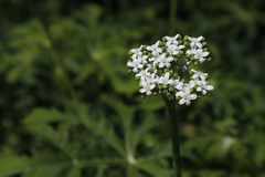 Cnidoscolus aconitifolius